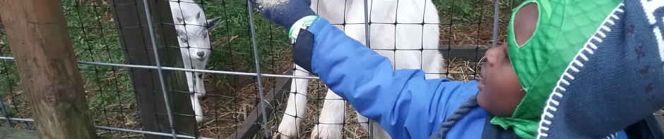 child feeding a goat